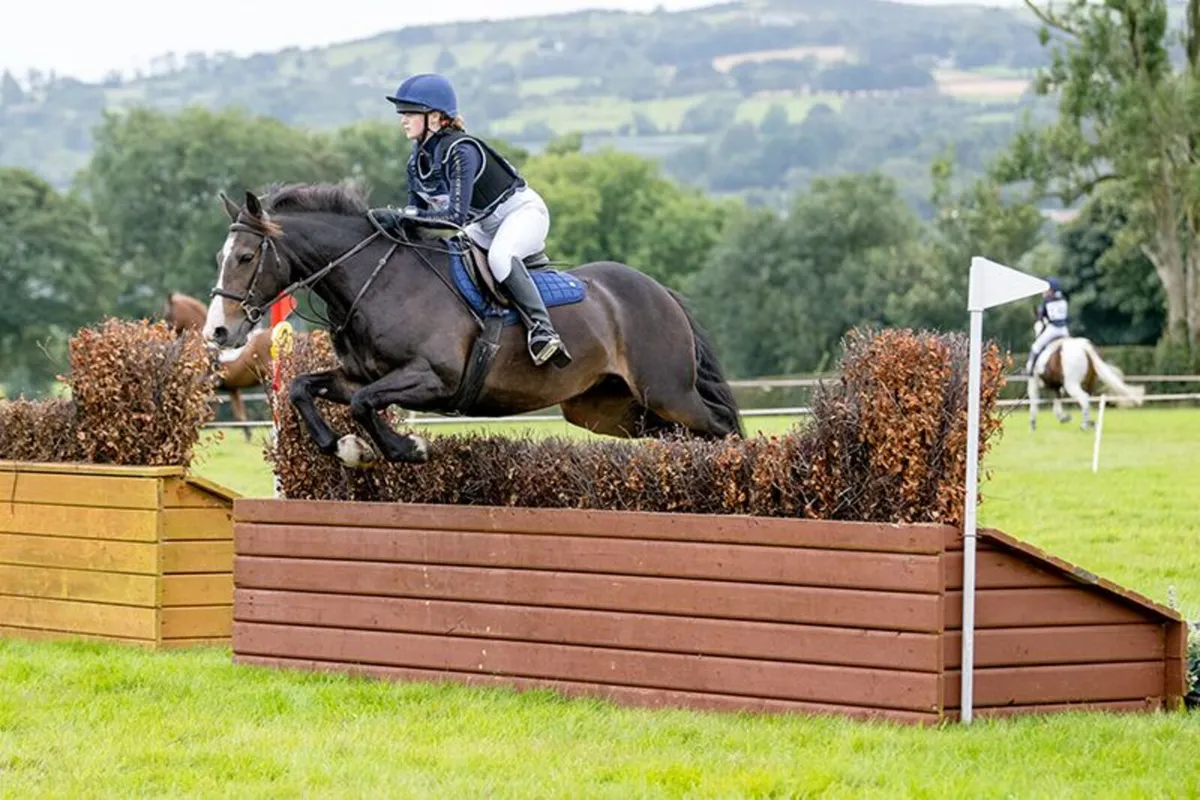 Pony - Image 1