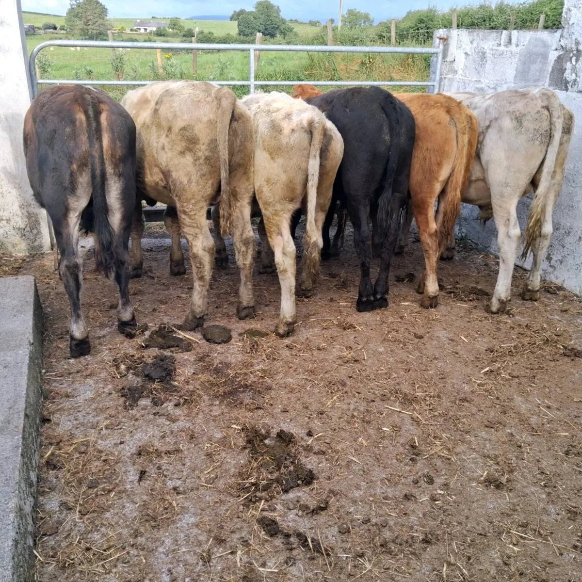 6 ch and lim bullocks - Image 3