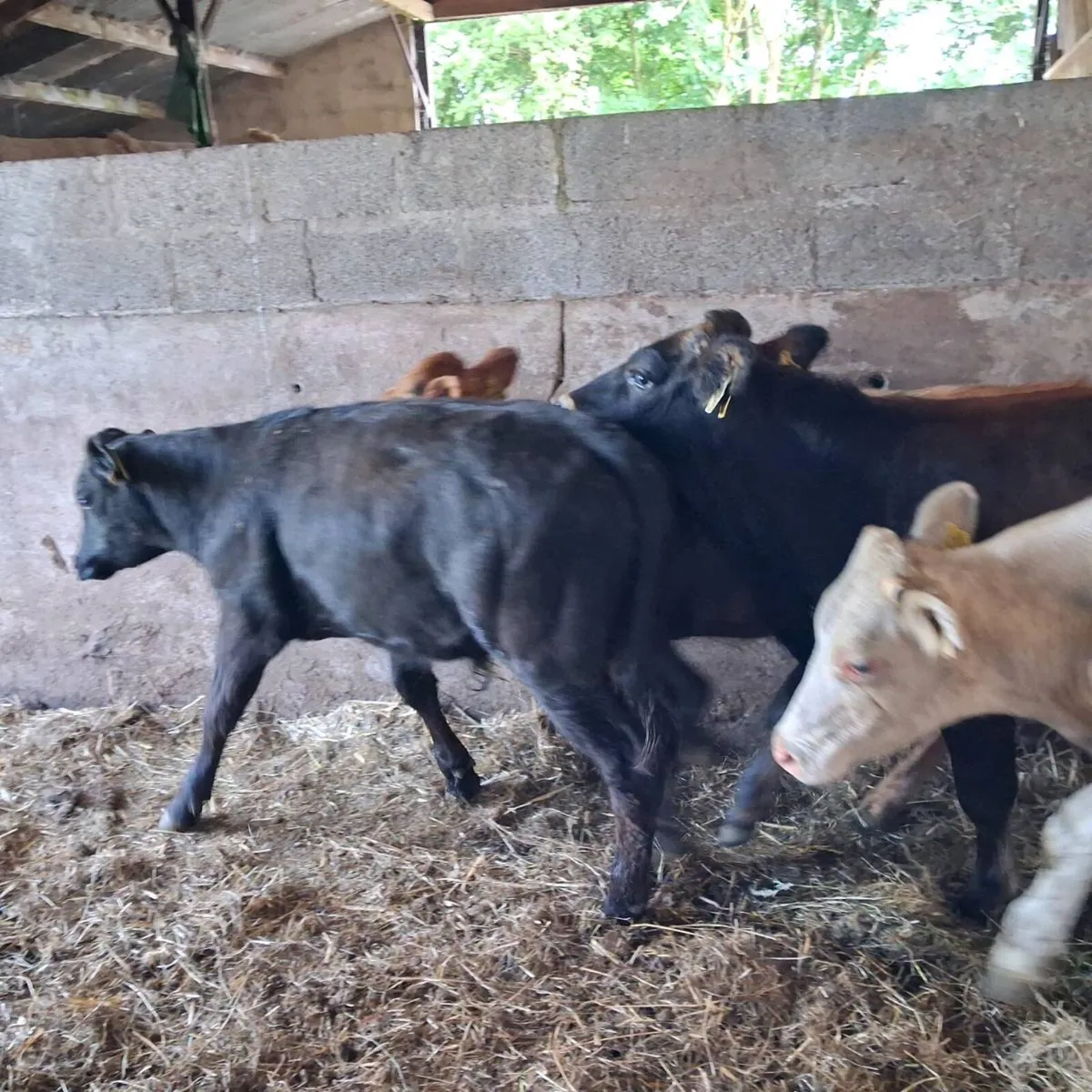 6 ch and lim bullocks - Image 2