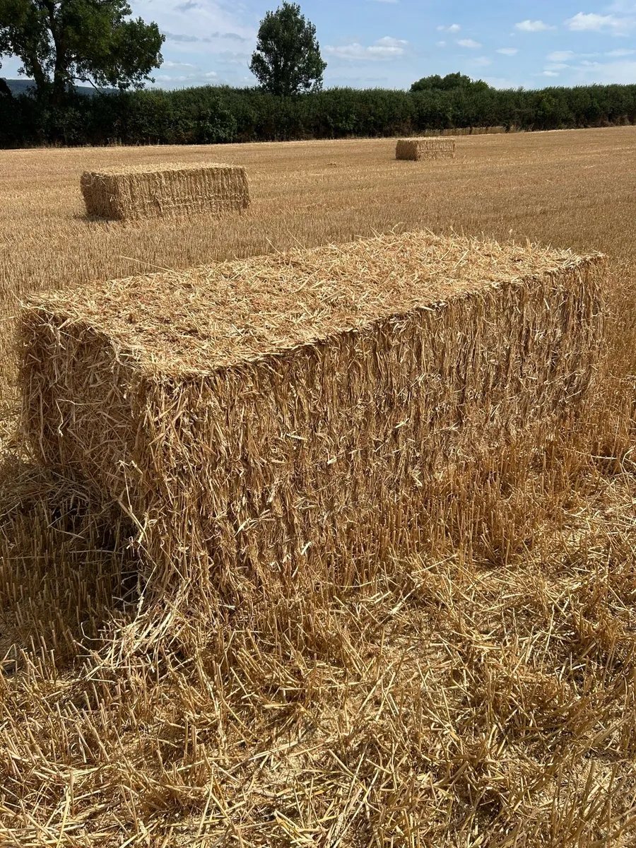 Wheaten and rye - Image 1