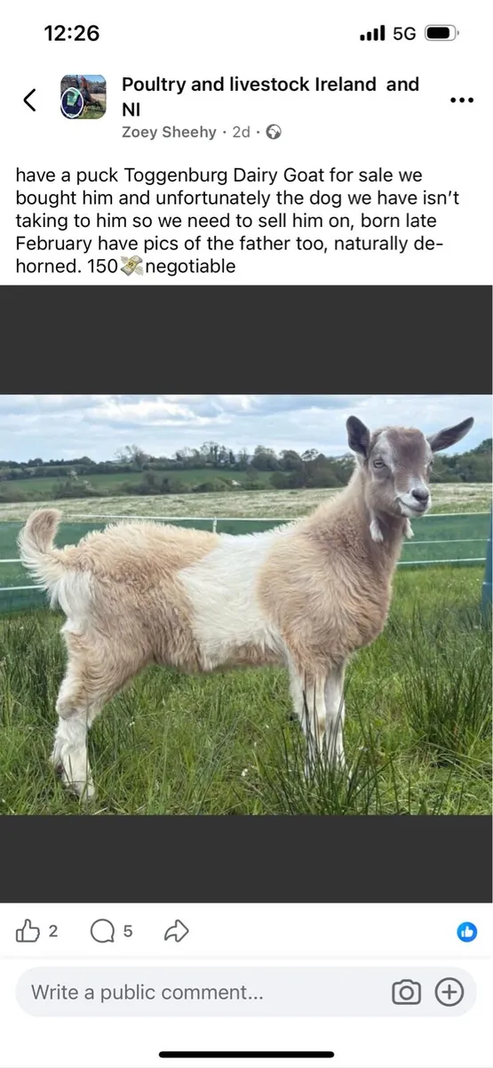 Puck Toggenburg Dairy Goat