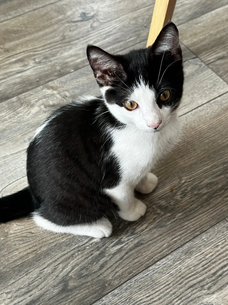 Kitten - Image 1