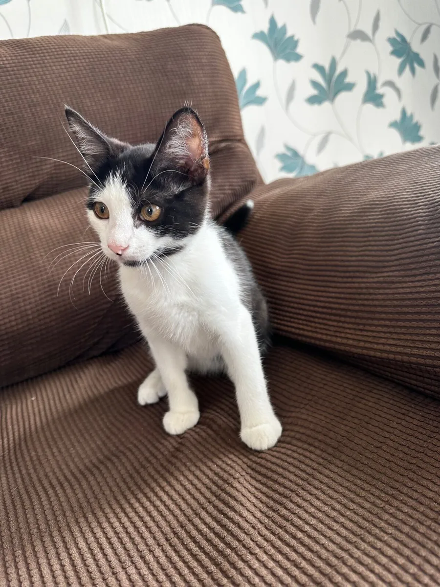 Kitten - Image 2