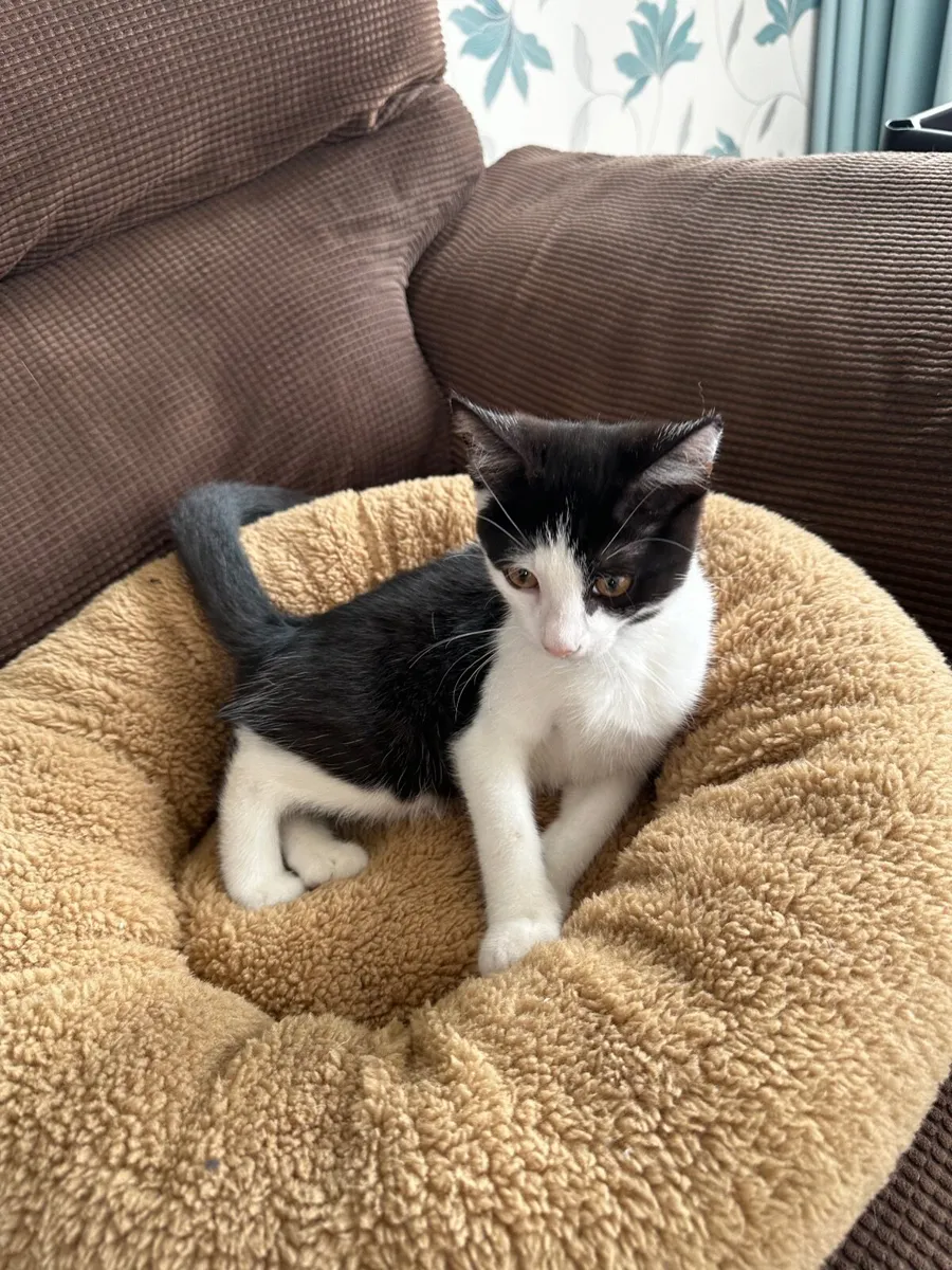 Kitten - Image 4
