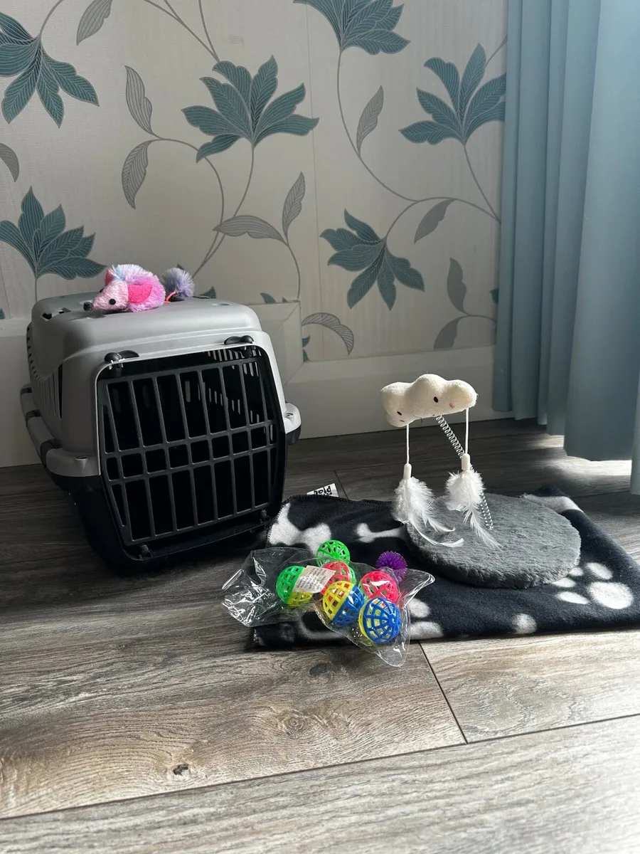 Kitten - Image 3