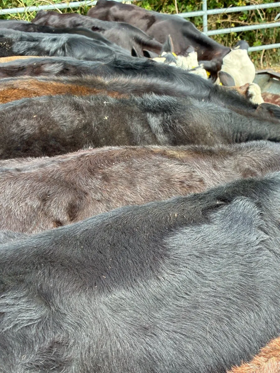 TOP QUALITY BULL RUNNERS/WEANLINGS 4/5 MONTHS - Image 2