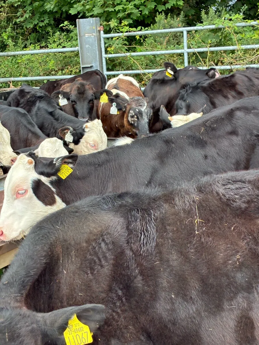 TOP QUALITY BULL RUNNERS/WEANLINGS 4/5 MONTHS - Image 3