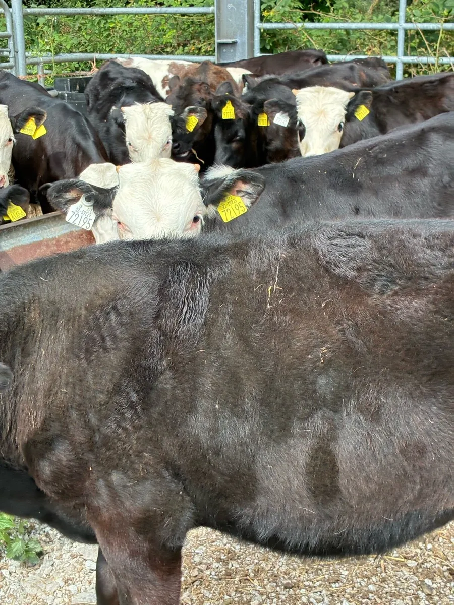 TOP QUALITY BULL RUNNERS/WEANLINGS 4/5 MONTHS - Image 4