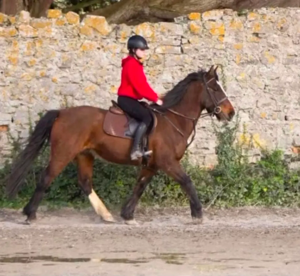 15hh 6 year old gelding for sale - Image 2