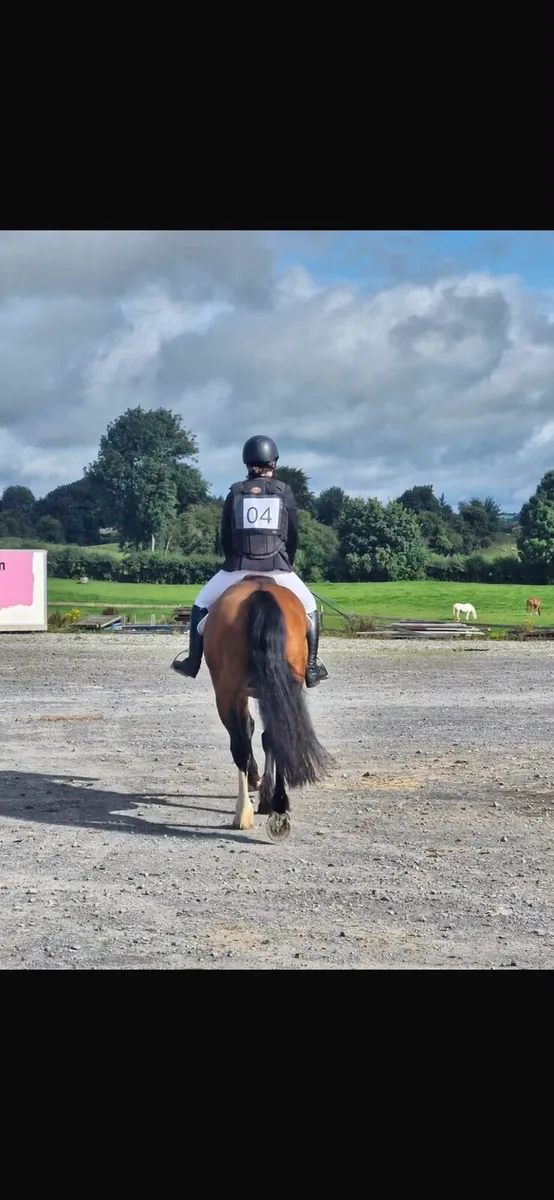 15hh 6 year old gelding for sale - Image 3