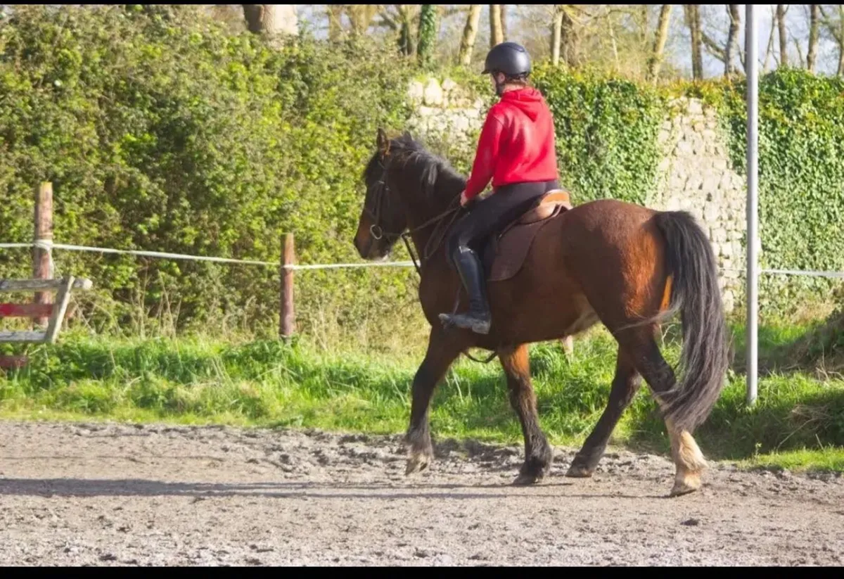 15hh 6 year old gelding for sale - Image 4