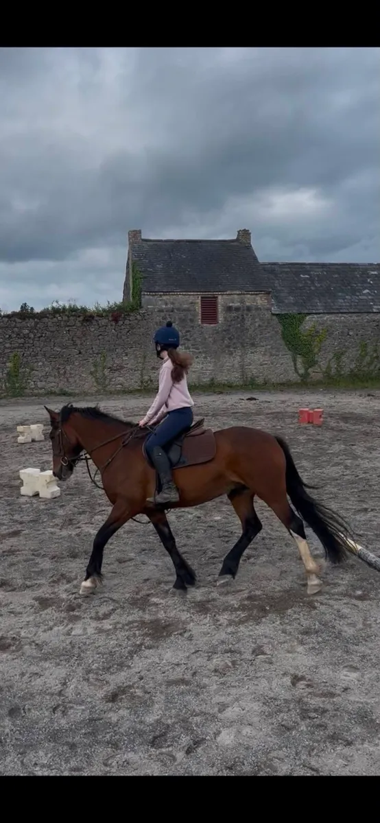 15hh 6 year old gelding for sale - Image 1