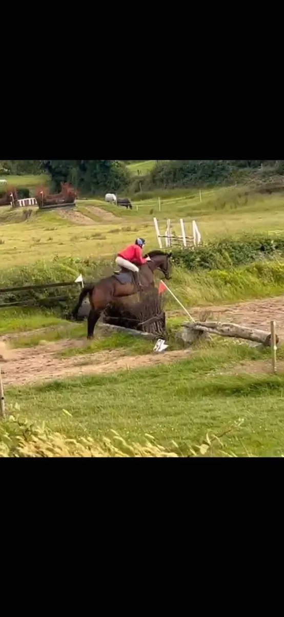 Horse - Image 1