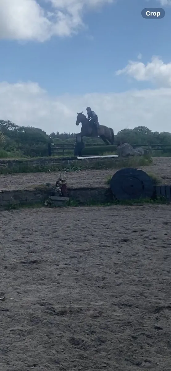 Horse - Image 4