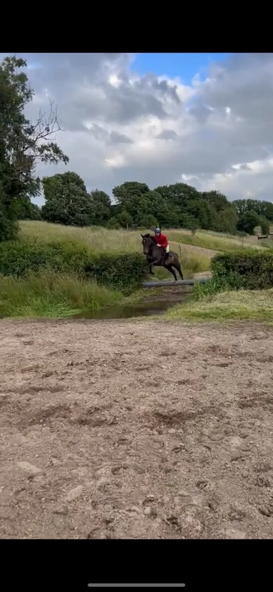 Horse - Image 2