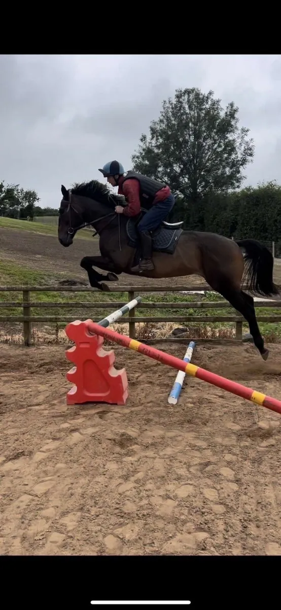 Horse - Image 3
