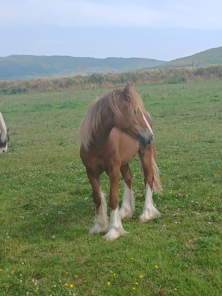 16 months old geldings...well handled - Image 1