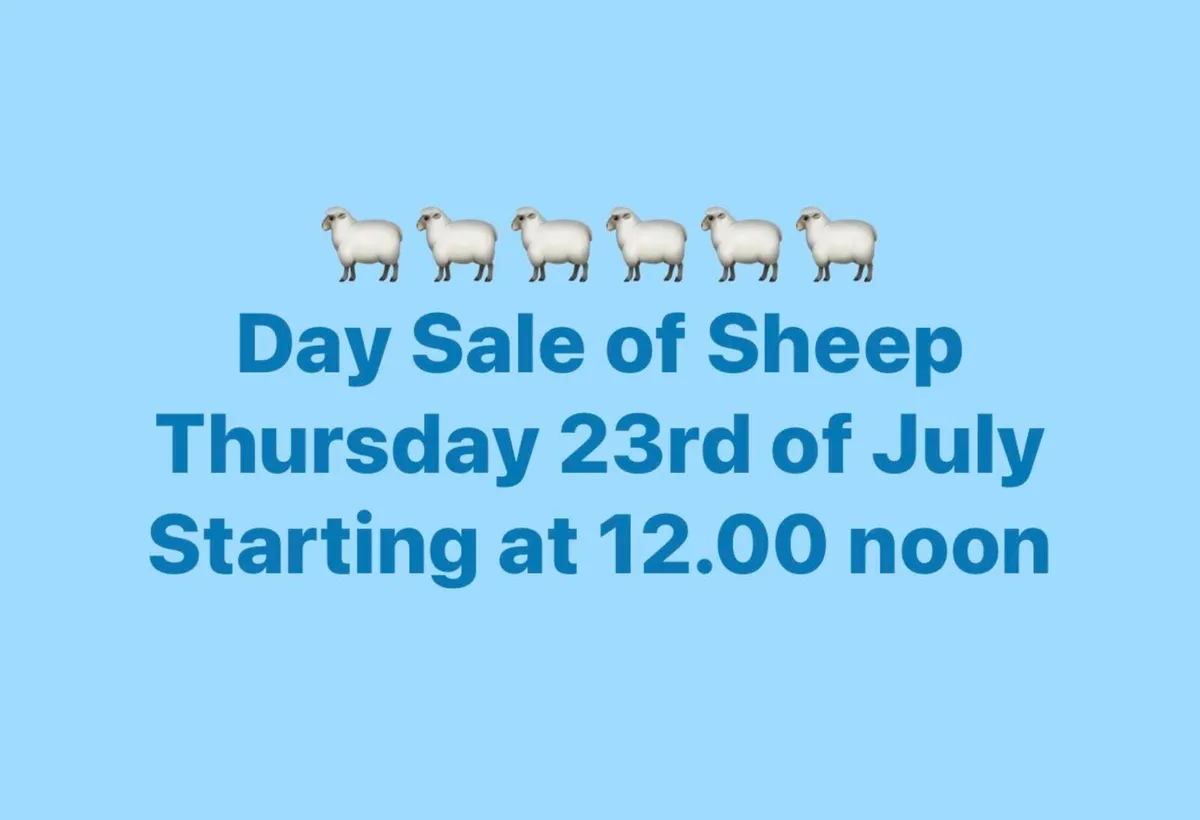 Thursday Sheep Sale - Image 1