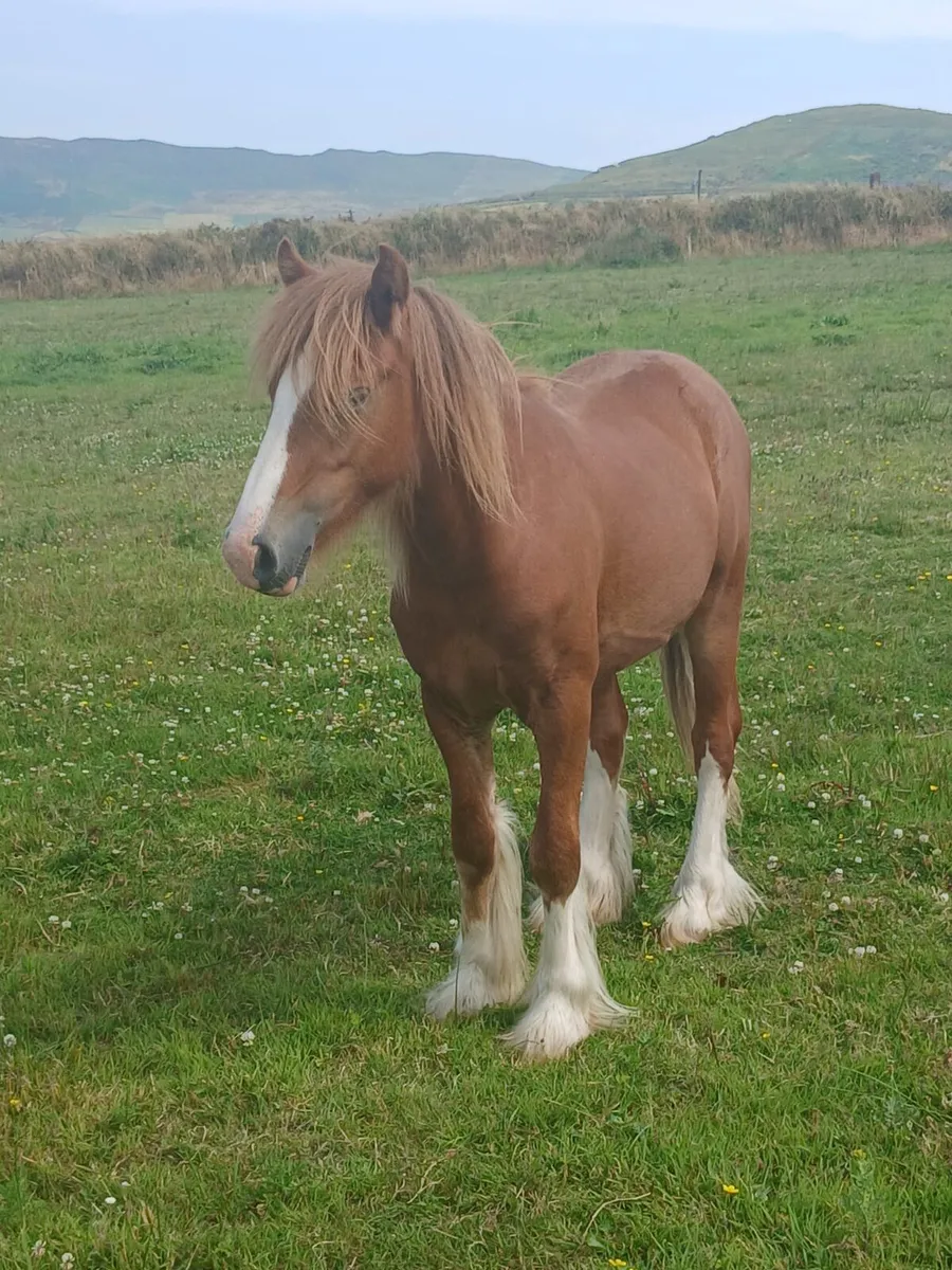 16 months old geldings...well handled - Image 3