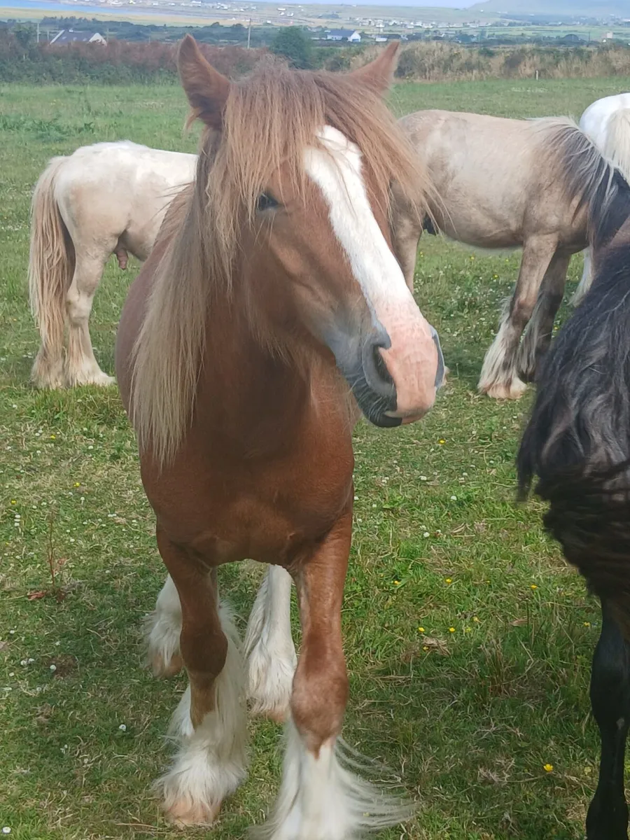16 months old geldings...well handled - Image 2