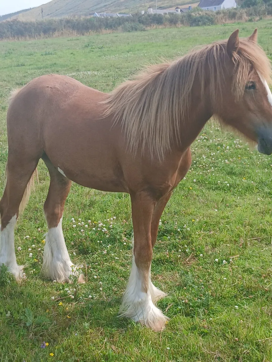 16 months old geldings...well handled - Image 4