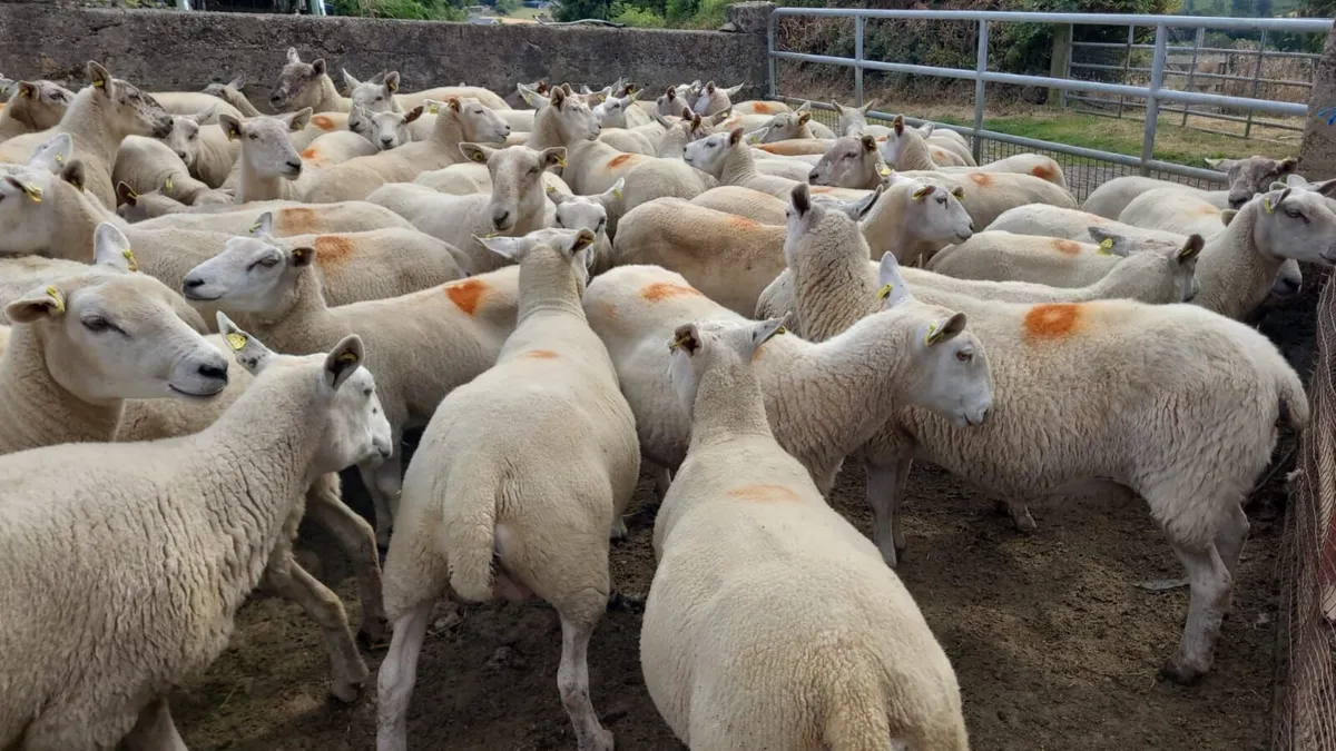 Brood Ewe Sale Tues. 28th July  - Tullow Mart - Image 2