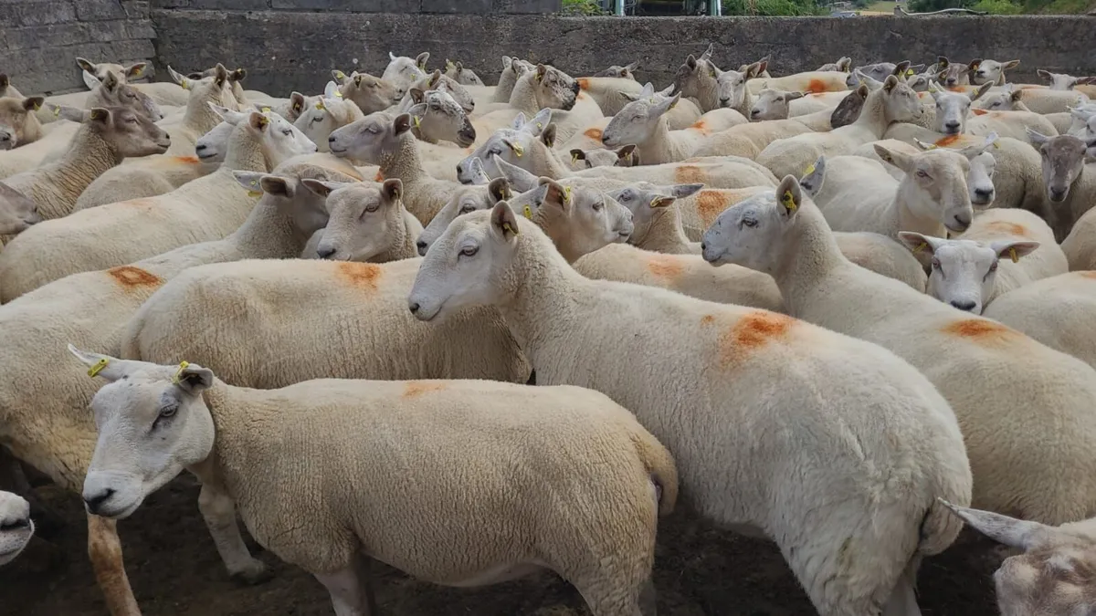 Brood Ewe Sale Tues. 28th July  - Tullow Mart - Image 1