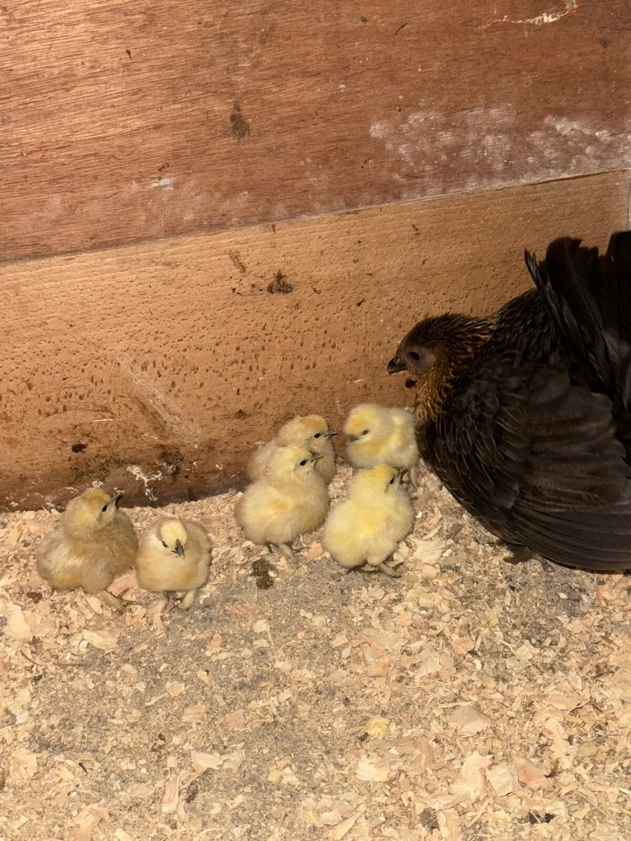 Hen and chicks - Image 1