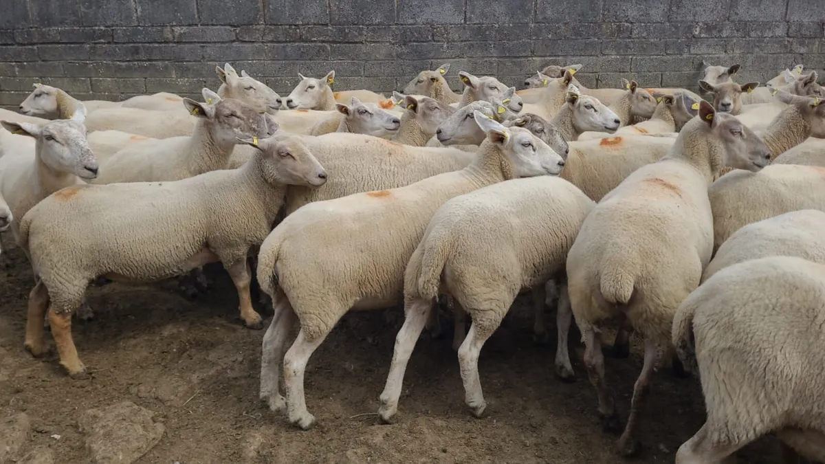 Brood Ewe Sale Tues. 28th July  - Tullow Mart - Image 3