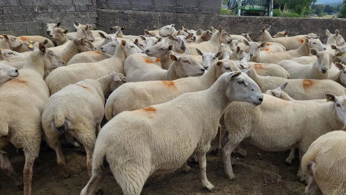 Brood Ewe Sale Tues. 28th July  - Tullow Mart - Image 4