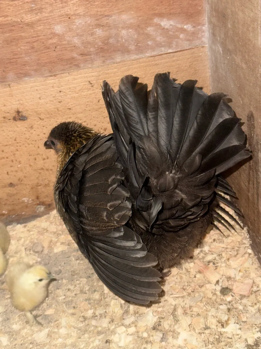 Hen and chicks - Image 4