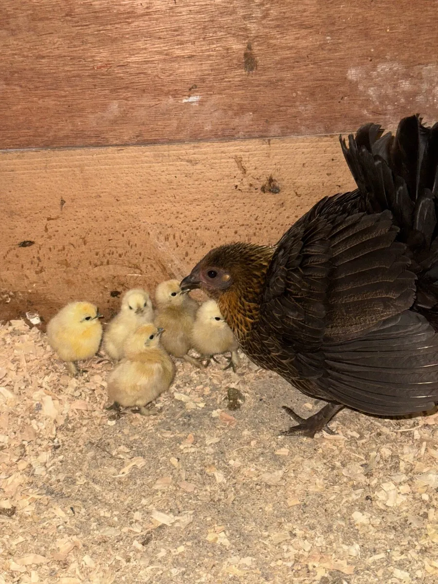 Hen and chicks - Image 2