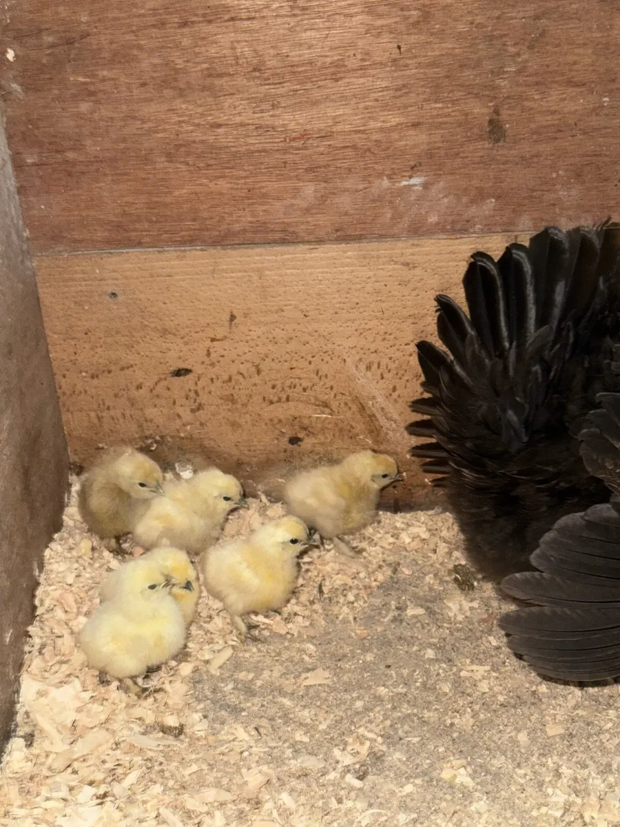 Hen and chicks - Image 3