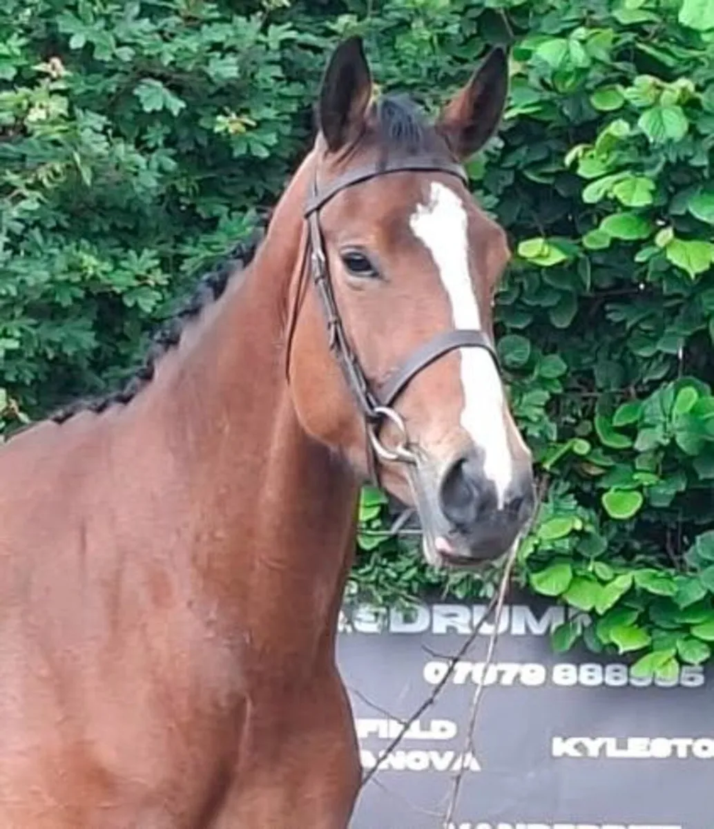 Horse - Image 3