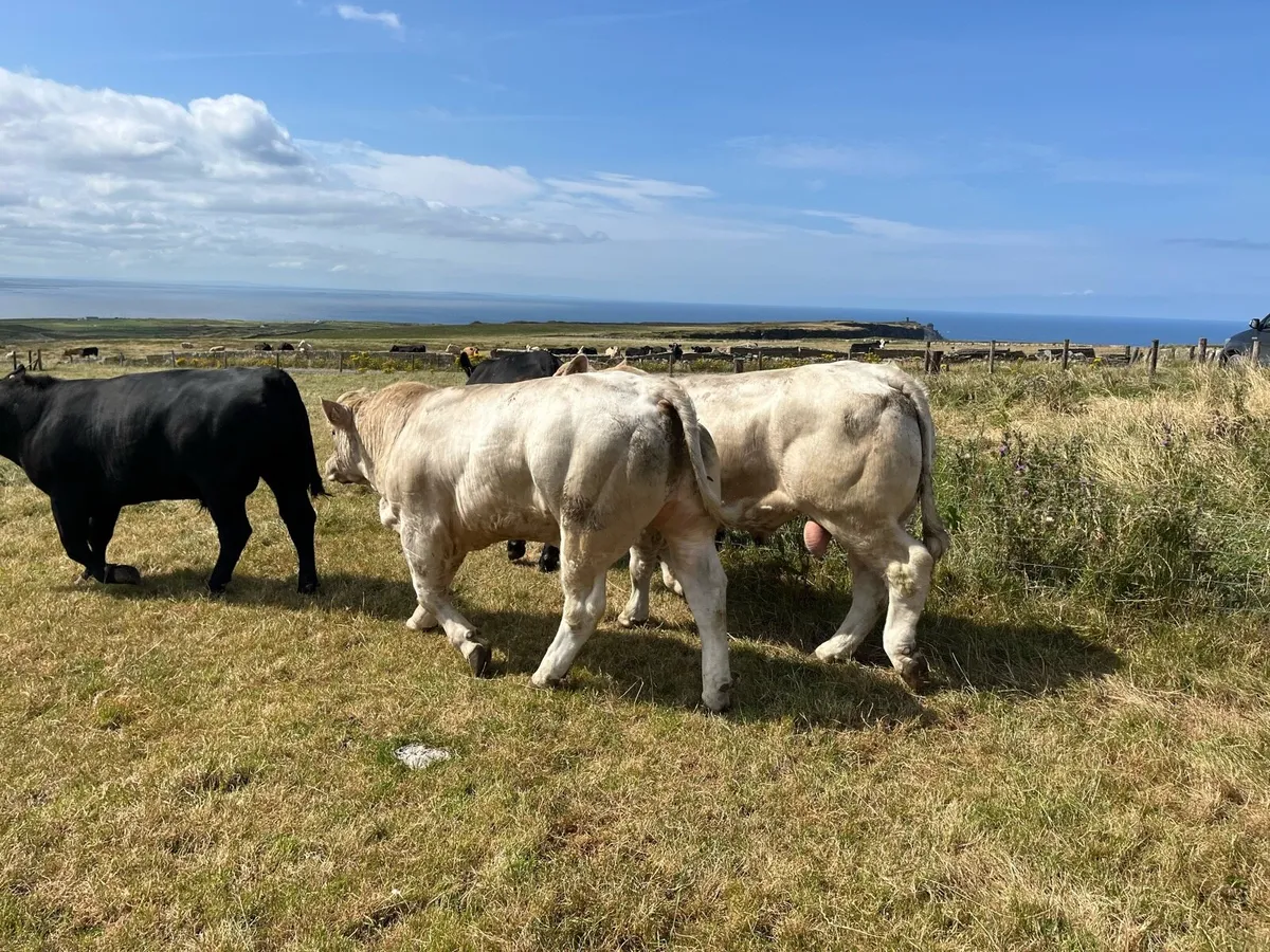 Charolais Bulls - Image 3