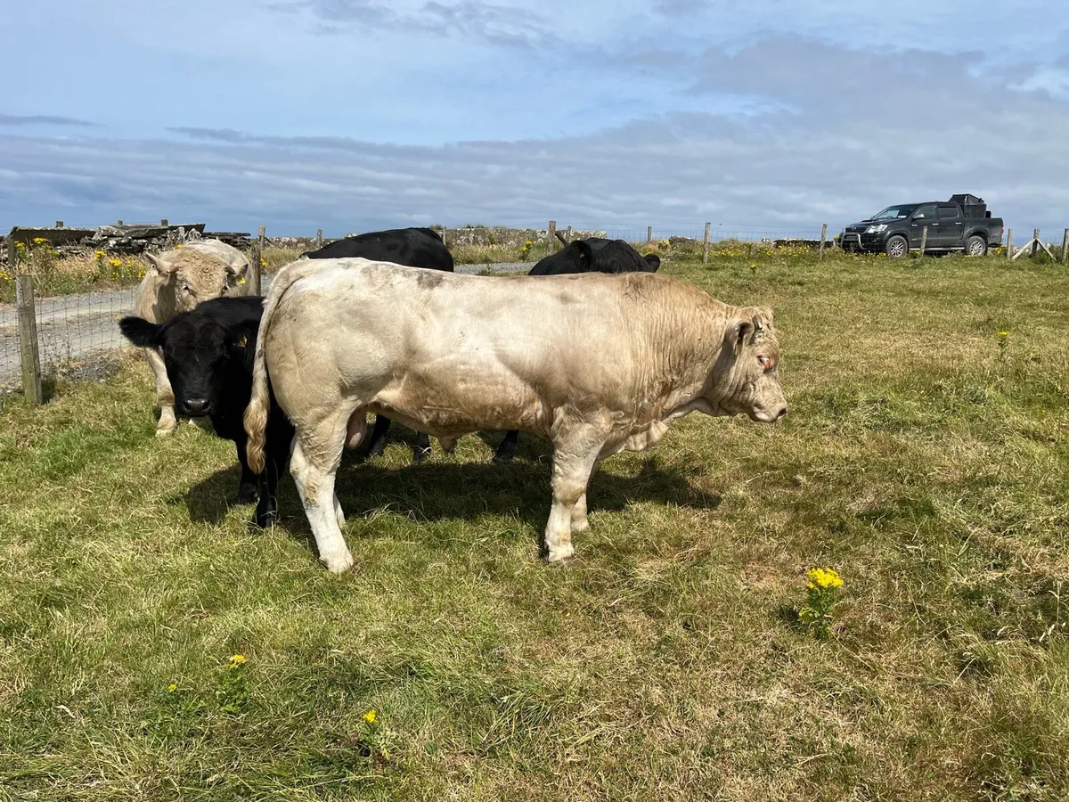 Charolais Bulls - Image 4
