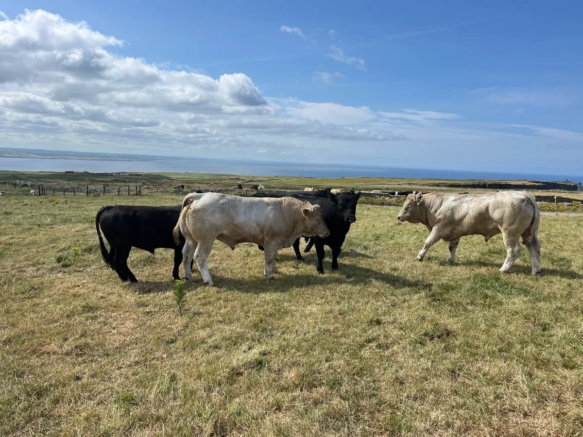 Charolais Bulls - Image 1