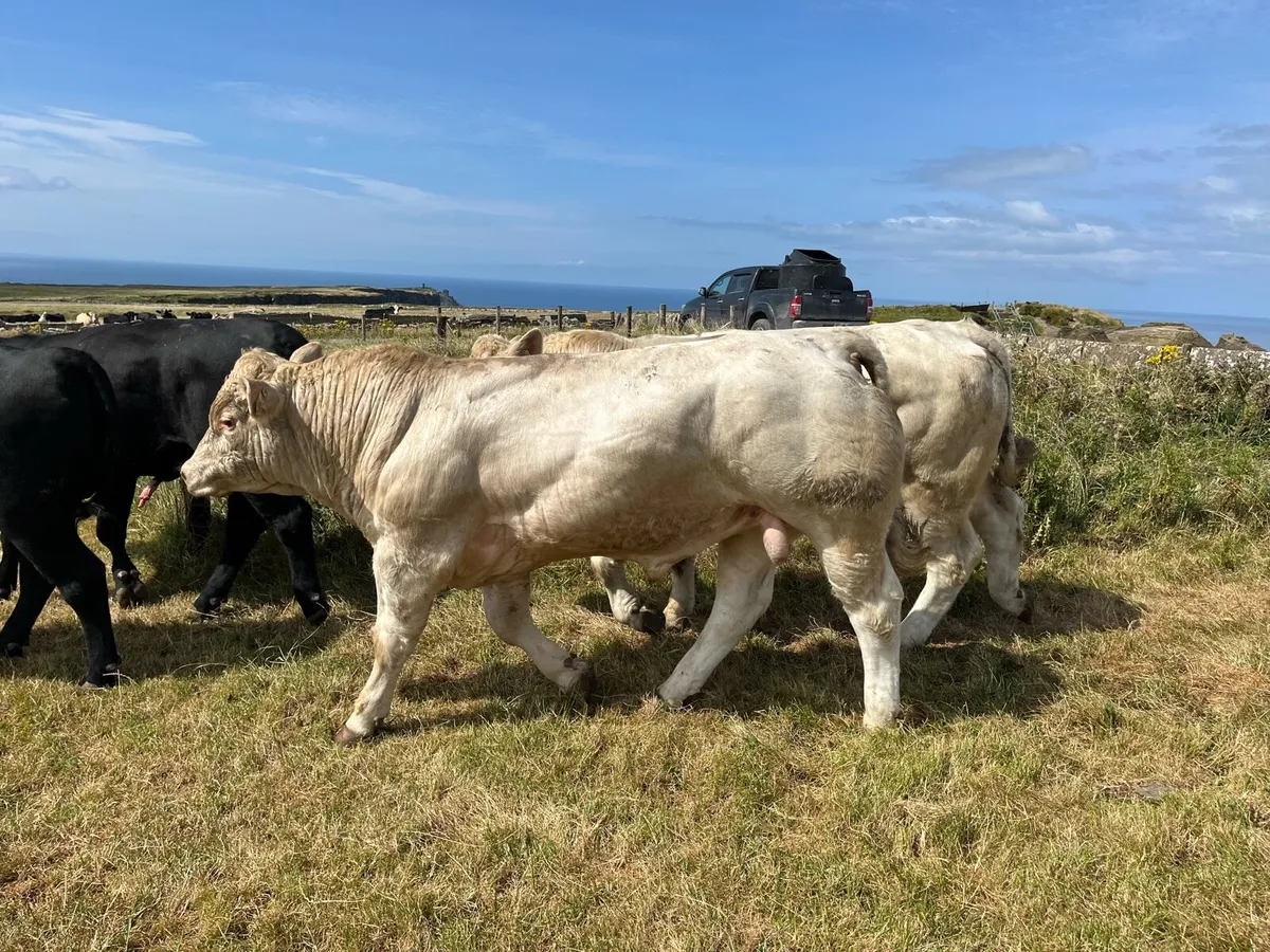 Charolais Bulls - Image 2