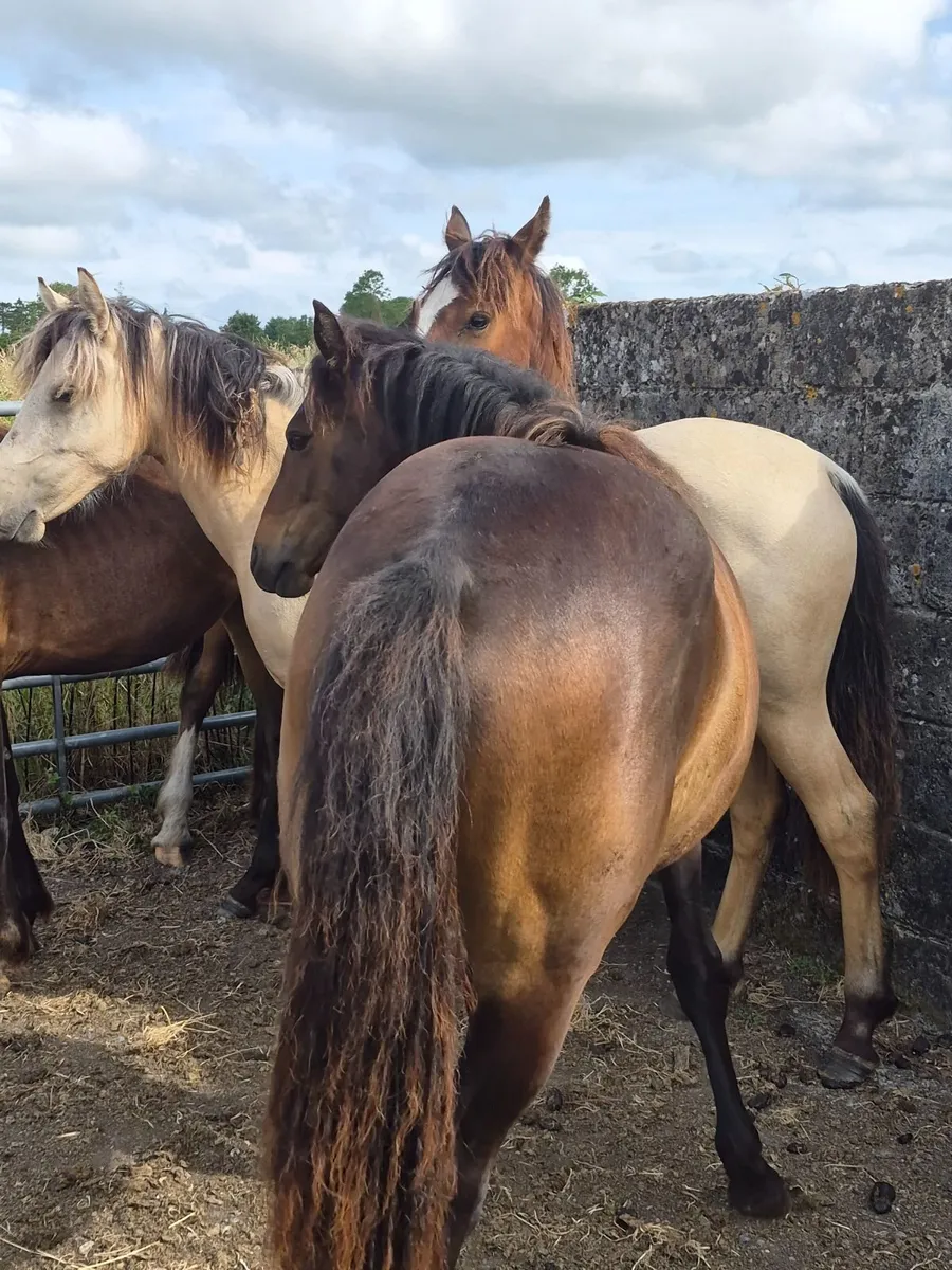 Pony - Image 1