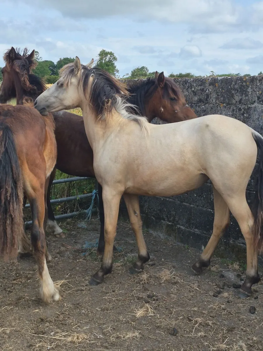 Pony - Image 4