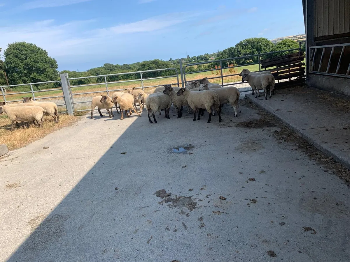 Sheep - Image 1