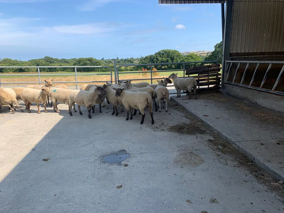 Sheep - Image 2