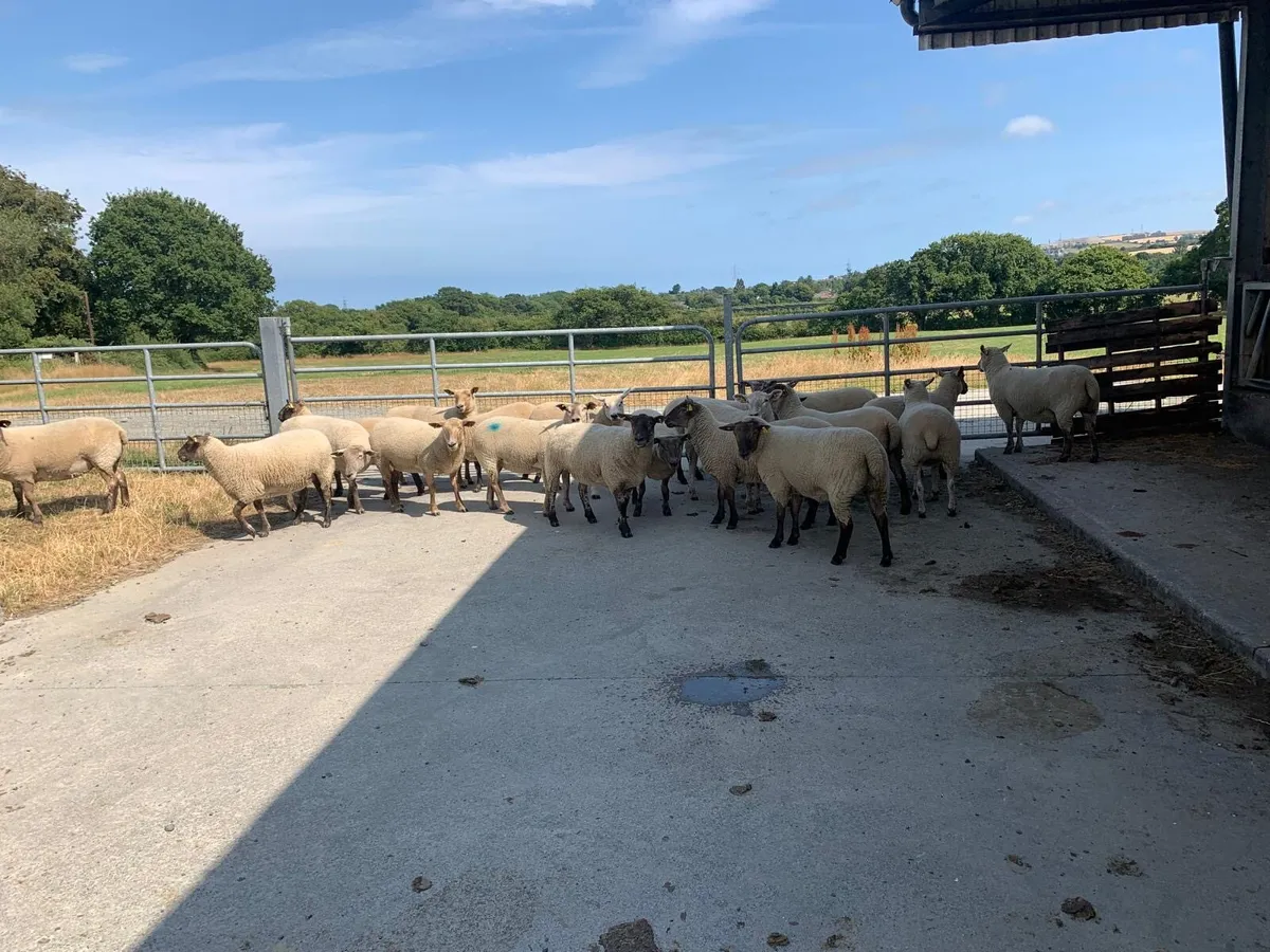 Sheep - Image 3