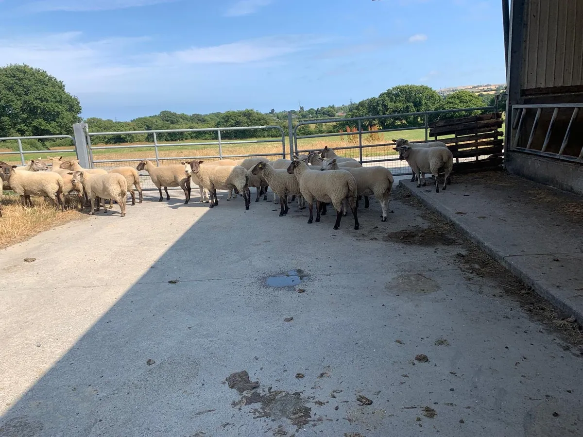 Sheep - Image 4