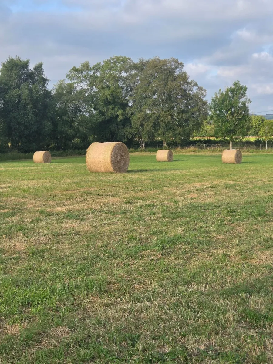 Hay - Image 1