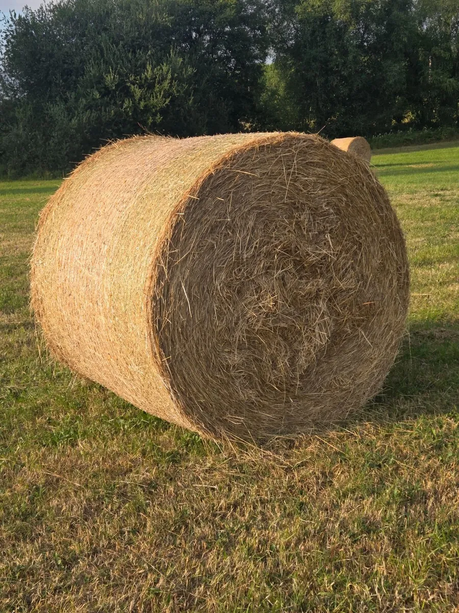 Hay - Image 2