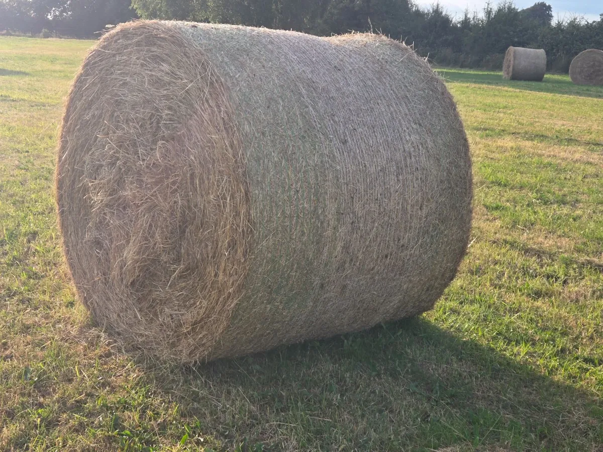 Hay - Image 3