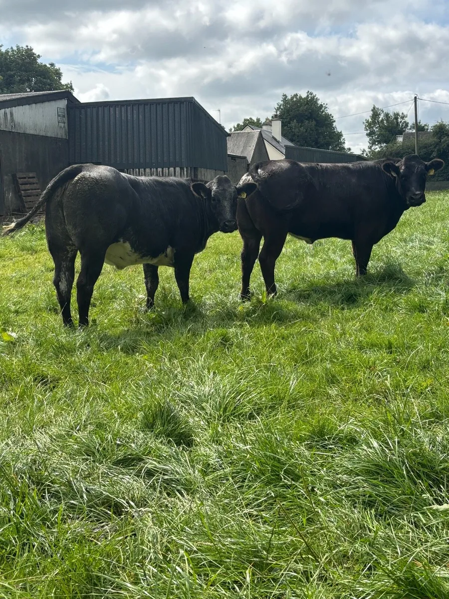 4 Super Heifers - Image 1