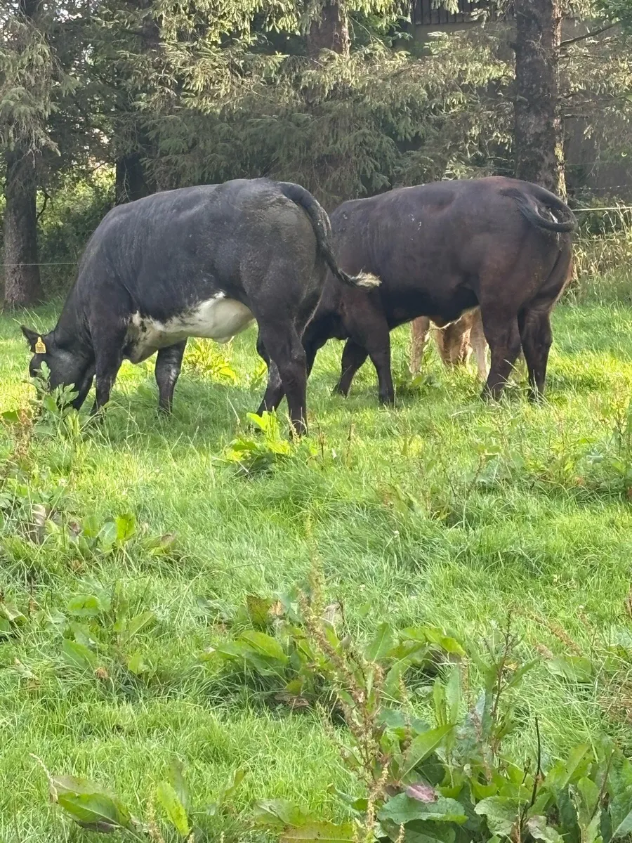 4 Super Heifers - Image 3