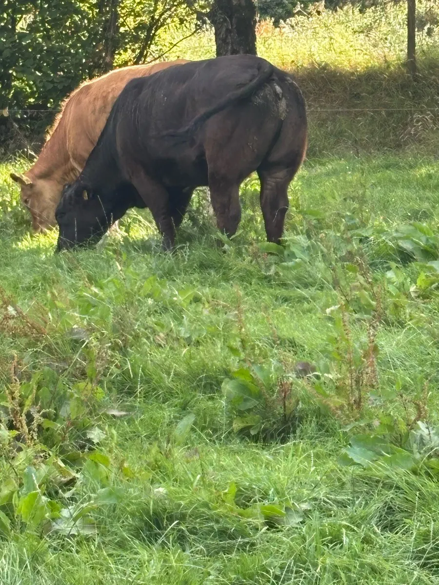 4 Super Heifers - Image 4